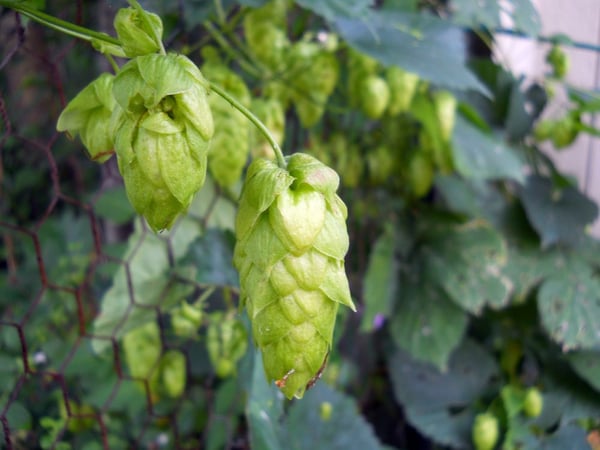 hop plants