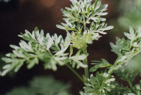 Photo of grande wormwood, one of the main herbs in absinthe.