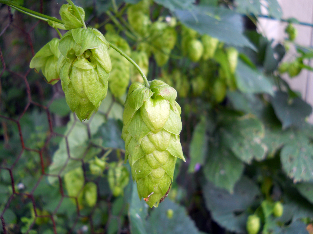 growing-hops-use-as-a-shade-plant-or-make-beer-balms-and-soaps